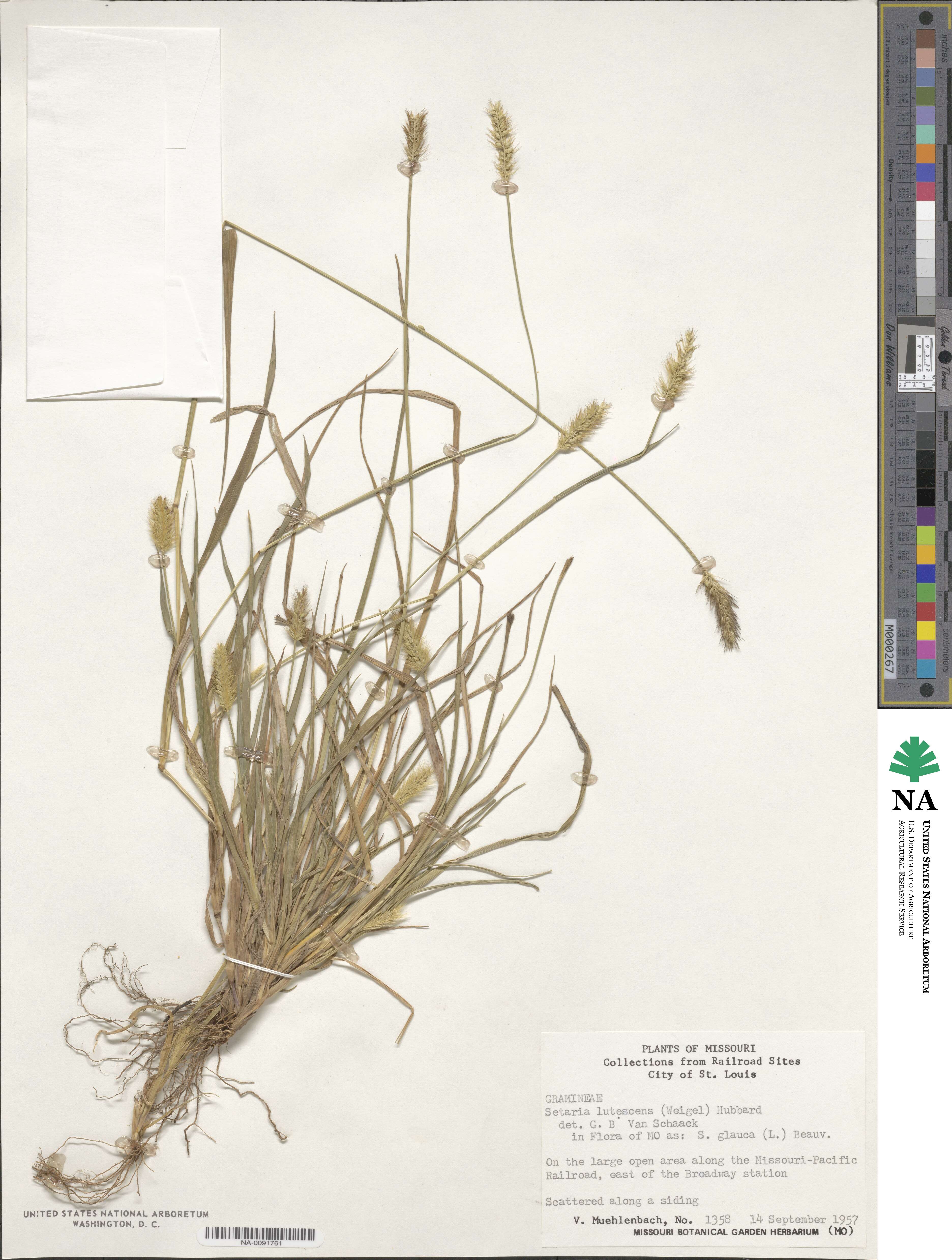 Setaria pumila image