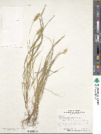 Setaria pumila image