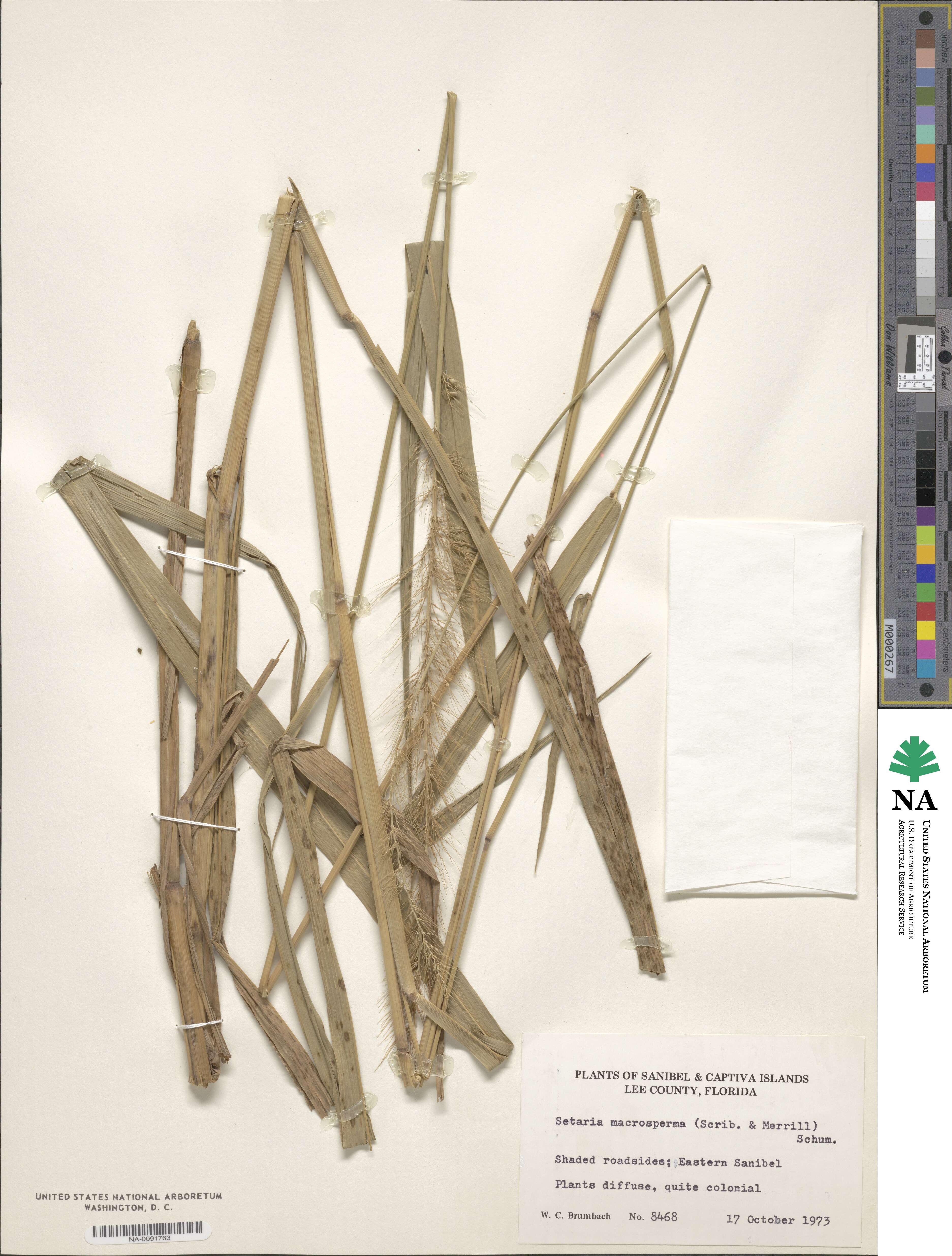 Setaria macrosperma image