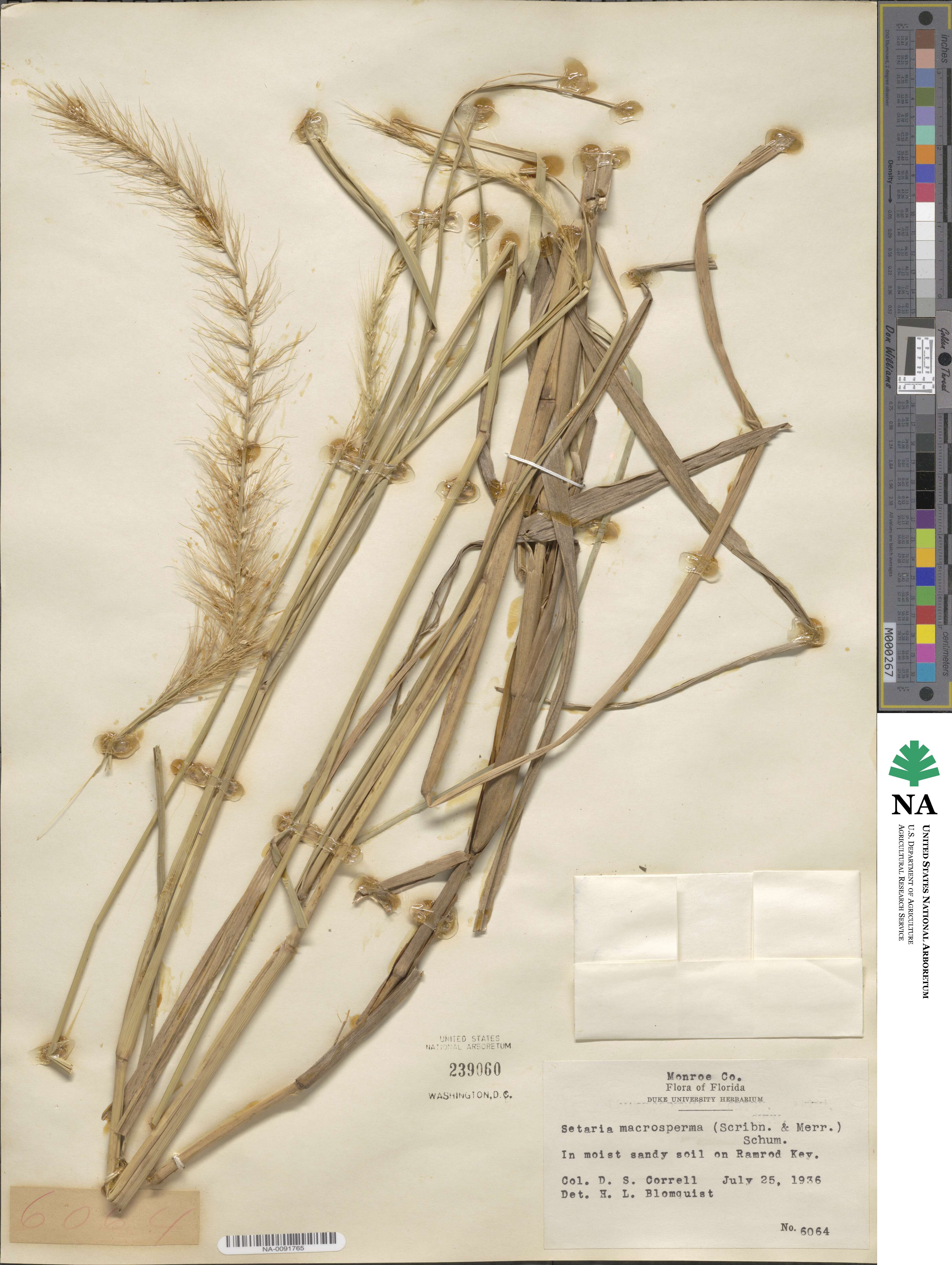 Setaria macrosperma image