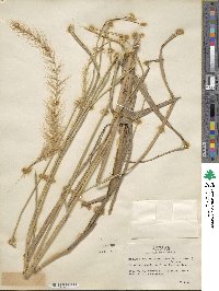 Setaria macrosperma image