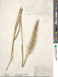 Setaria macrostachya image