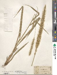 Setaria macrostachya image