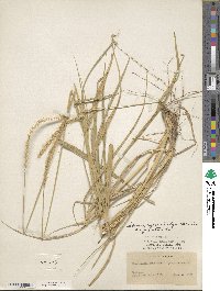 Setaria macrostachya image