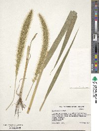 Image of Setaria magna