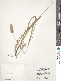 Setaria parviflora image