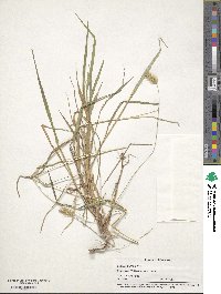 Setaria pumila image