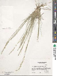 Setaria reverchonii subsp. ramiseta image