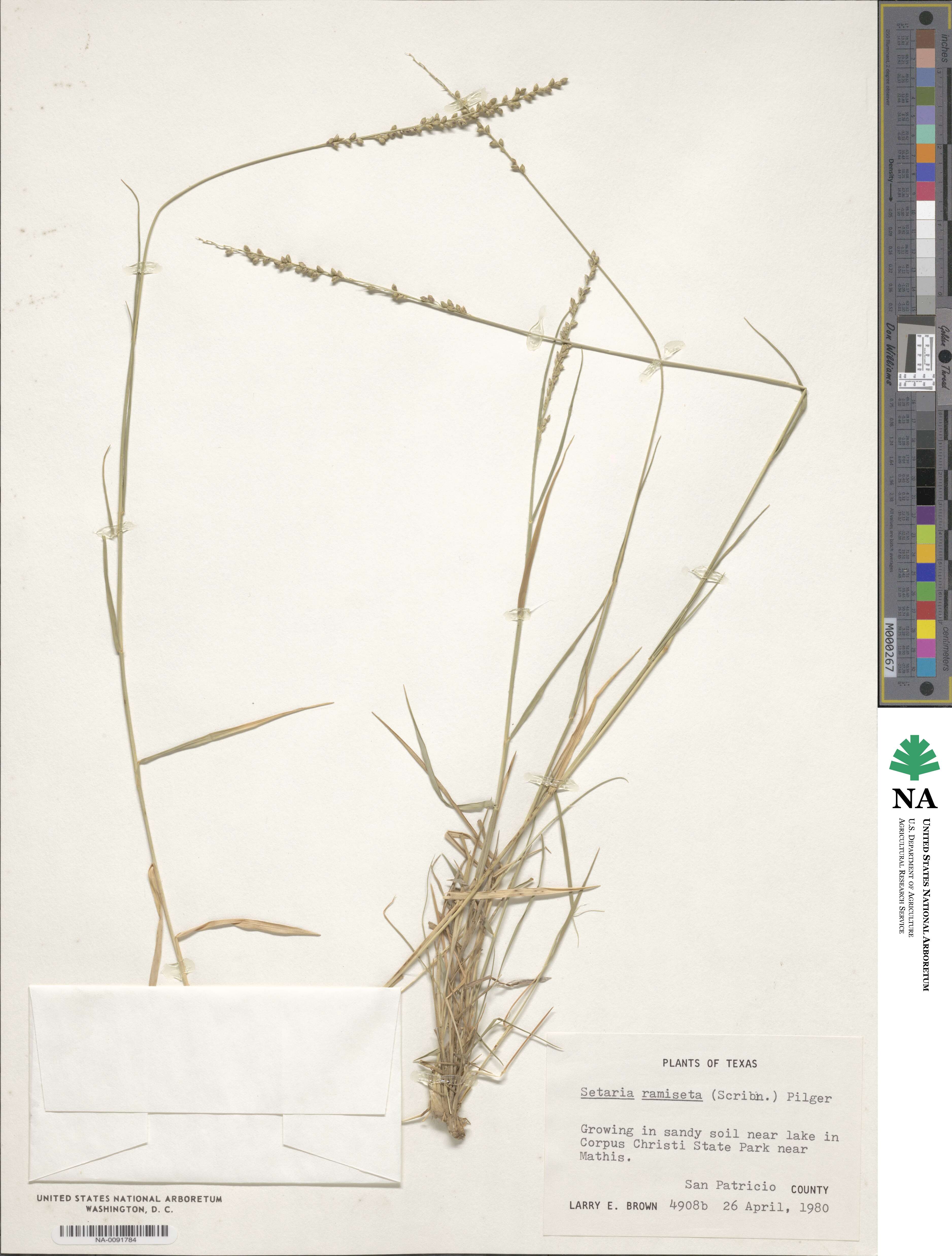 Setaria reverchonii image