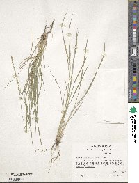 Setaria reverchonii image