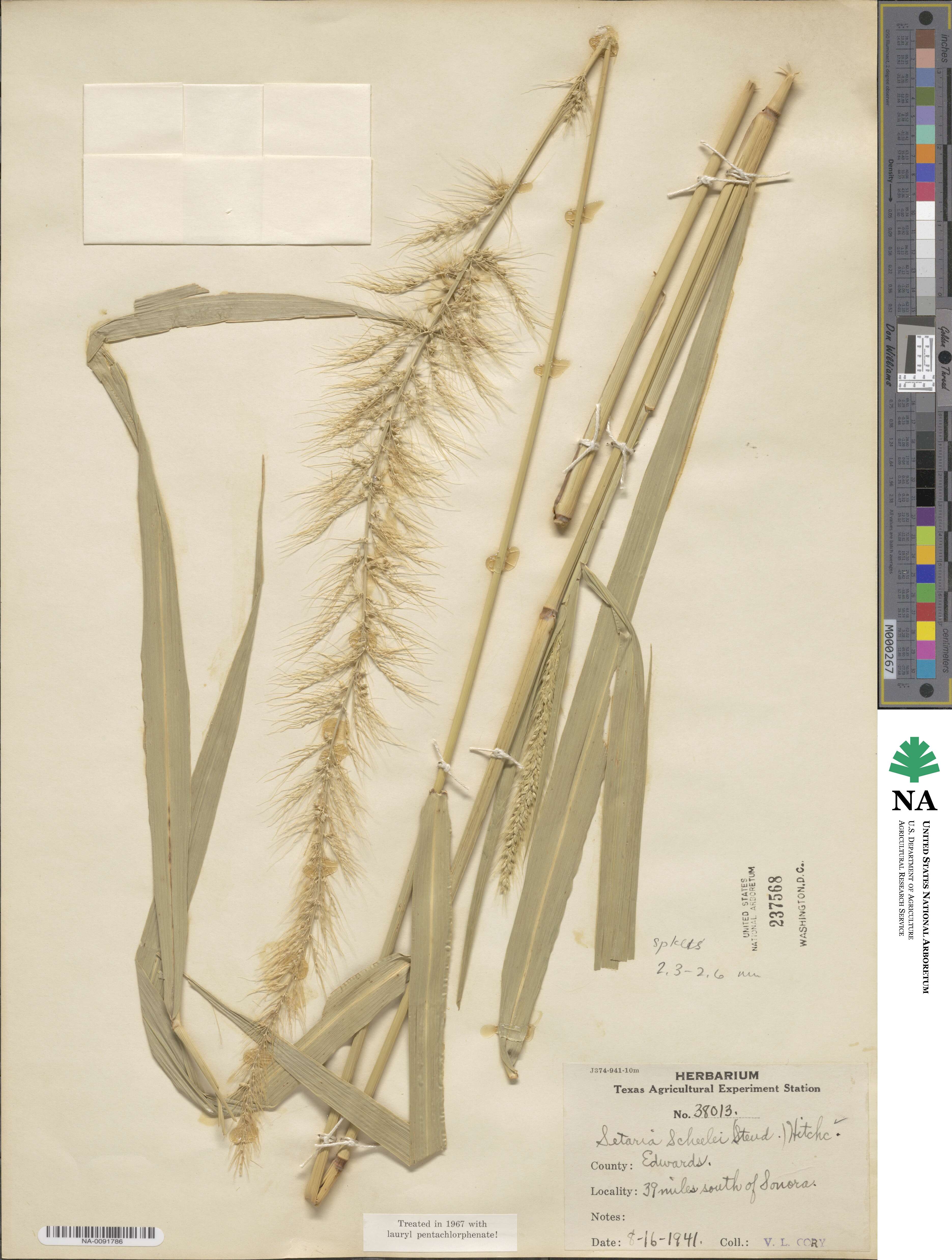 Setaria image