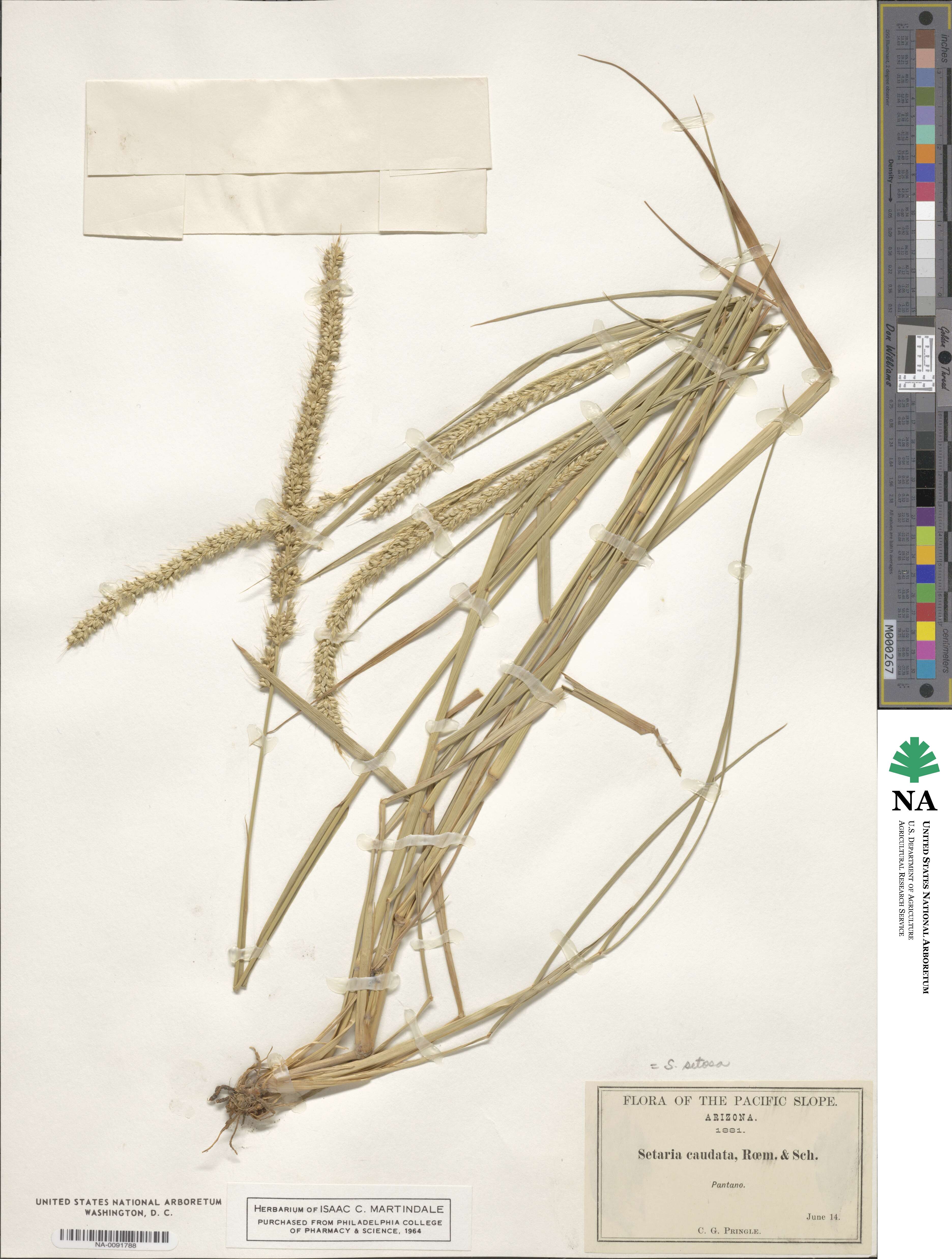 Setaria setosa image