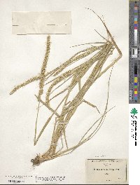 Setaria setosa image