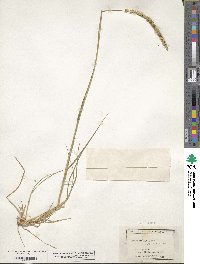 Setaria setosa image