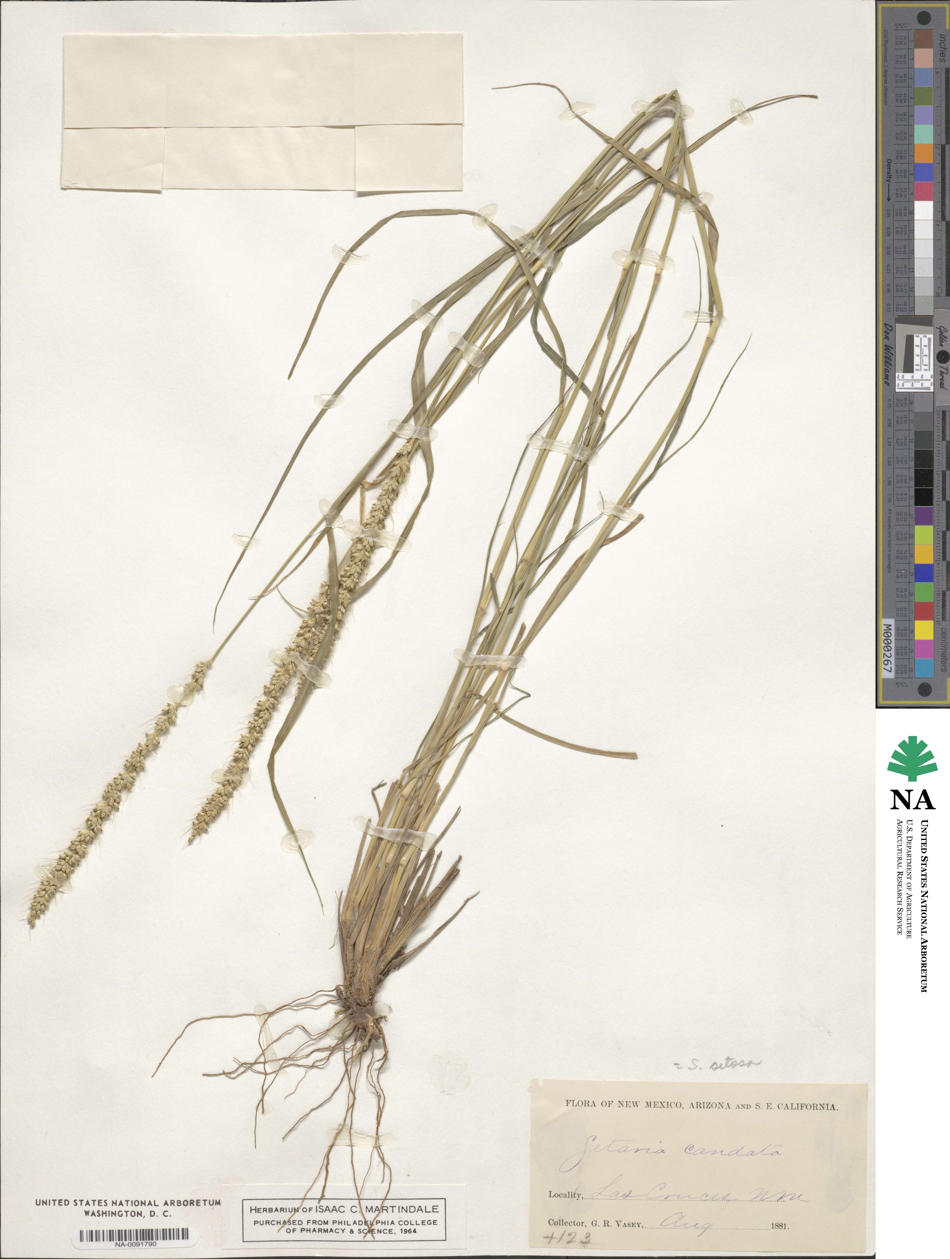 Setaria setosa image
