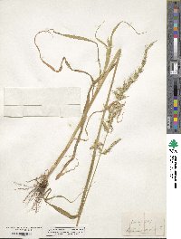 Setaria setosa image