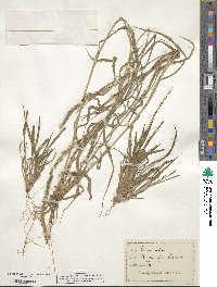 Setaria setosa image