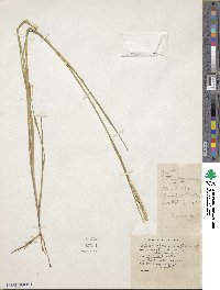 Setaria sphacelata image