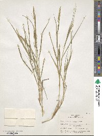 Setaria texana image