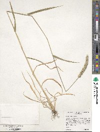 Setaria verticillata image