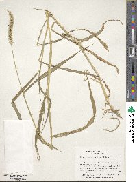 Setaria verticillata image