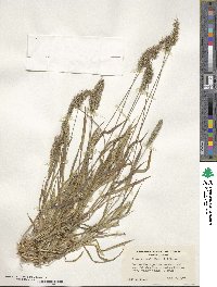 Setaria verticillata image