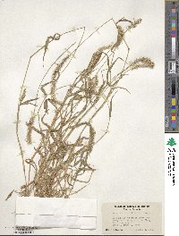 Setaria verticillata image