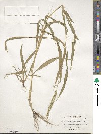 Setaria verticillata image