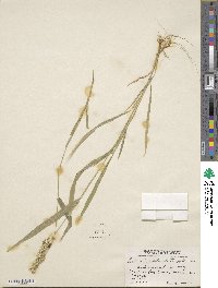 Setaria verticillata image