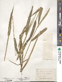 Setaria verticillata image