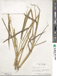 Setaria verticillata image