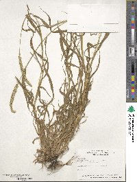 Setaria verticillata image