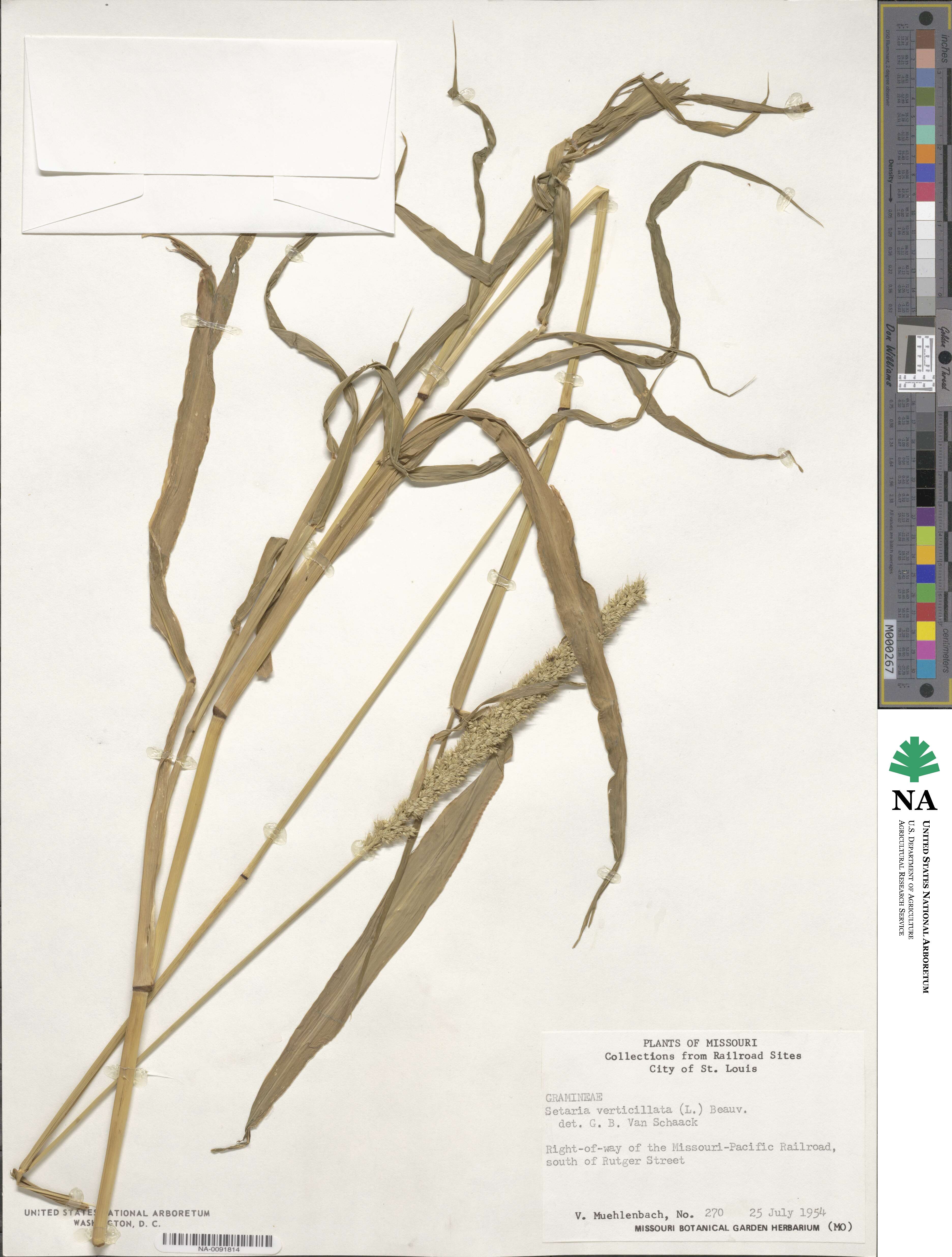 Setaria verticillata image