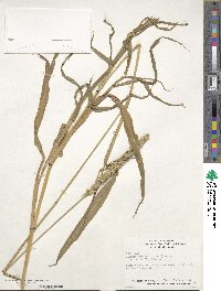 Setaria verticillata image