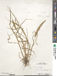 Setaria verticillata image