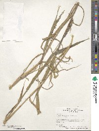 Setaria verticillata image