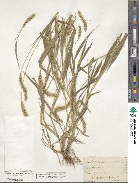 Setaria viridis image