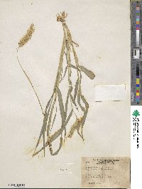 Setaria viridis image