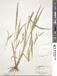 Setaria viridis image