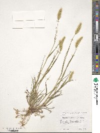 Setaria viridis image