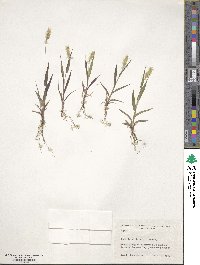 Setaria viridis image