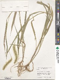 Setaria viridis image