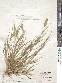 Setaria viridis image