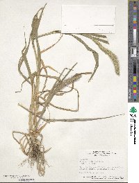 Setaria viridis image