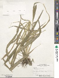 Setaria viridis image