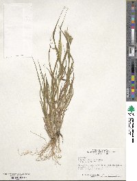 Setaria viridis image