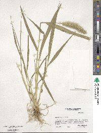 Setaria viridis image