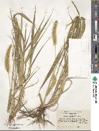 Setaria viridis image