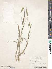 Setaria viridis image