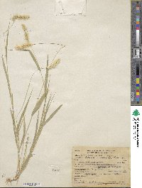 Setaria viridis image